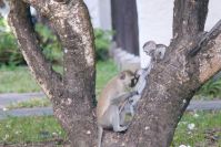 Die rotzfrechen "grünen" Meerkatzen tobten jeden Abend durch die Anlage