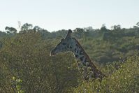 Ja, Giraffen sind große Tiere!