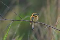 Noch ein winziger schöner Vogel