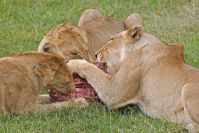 Nicht viel Fleisch für so große Katzen