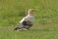 Selten: Ein weißer Adler