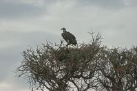 Wartende Geier auf dem Aussichtsbaum