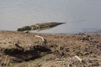 Im Mara-Fluss warten die riesigen Krokodile