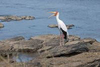 Der schöne Storch ist keine Beute für die Riesen-Echsen