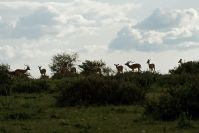 Wie ein Scherenschnitt - Impalas am Horizont