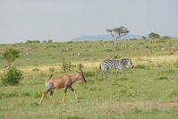 Zebras und Topis bis zum Horizont