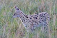 Ein kleiner Geist im hohen Gras: Eine Serval-Katze !