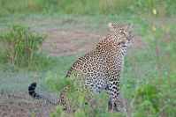 Auf der letzten Pirschfahrt sahen wir den dritten Leoparden: Es ist der (Halb-) Bruder der beiden Schönen vom Anfang