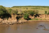 Der berühmte Mara River, mit Kuhreihern und ein paar Flusspferden