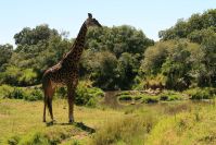 Giraffen suchen die Sonne zum Wiederkäuen