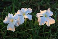 "Tissue Flowers" bedeckten die Savanne bis zum Horizont