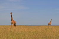 Endloses Gräsermeer - mit Giraffen