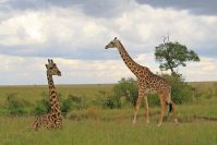 Die liegende Giraffe hatte ein verletztes Bein; der junge Bulle war sichtlich besorgt um sie