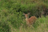 Seltene Begegnung: Ein Riedbock