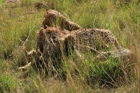 Auf dem freien Feld ist es viel heißer als zuvor im Schutz der Felsen