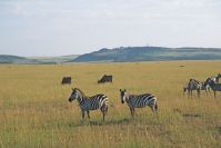 Kenya_2005_g118.jpg