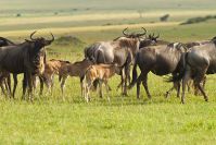 Gnus