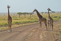 Giraffen