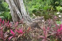 Der tropische Garten im Hotel